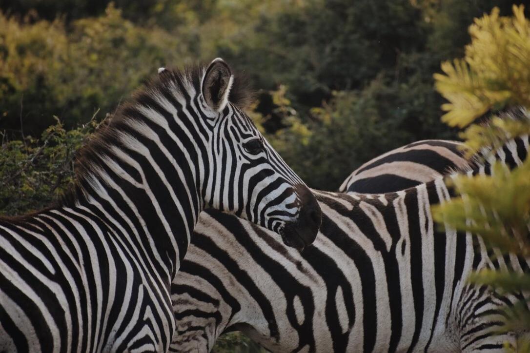 Leshiba Wilderness Villa Louis Trichardt Luaran gambar