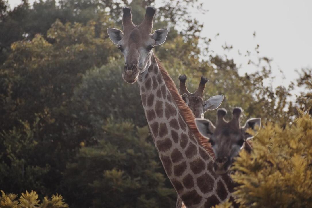 Leshiba Wilderness Villa Louis Trichardt Luaran gambar