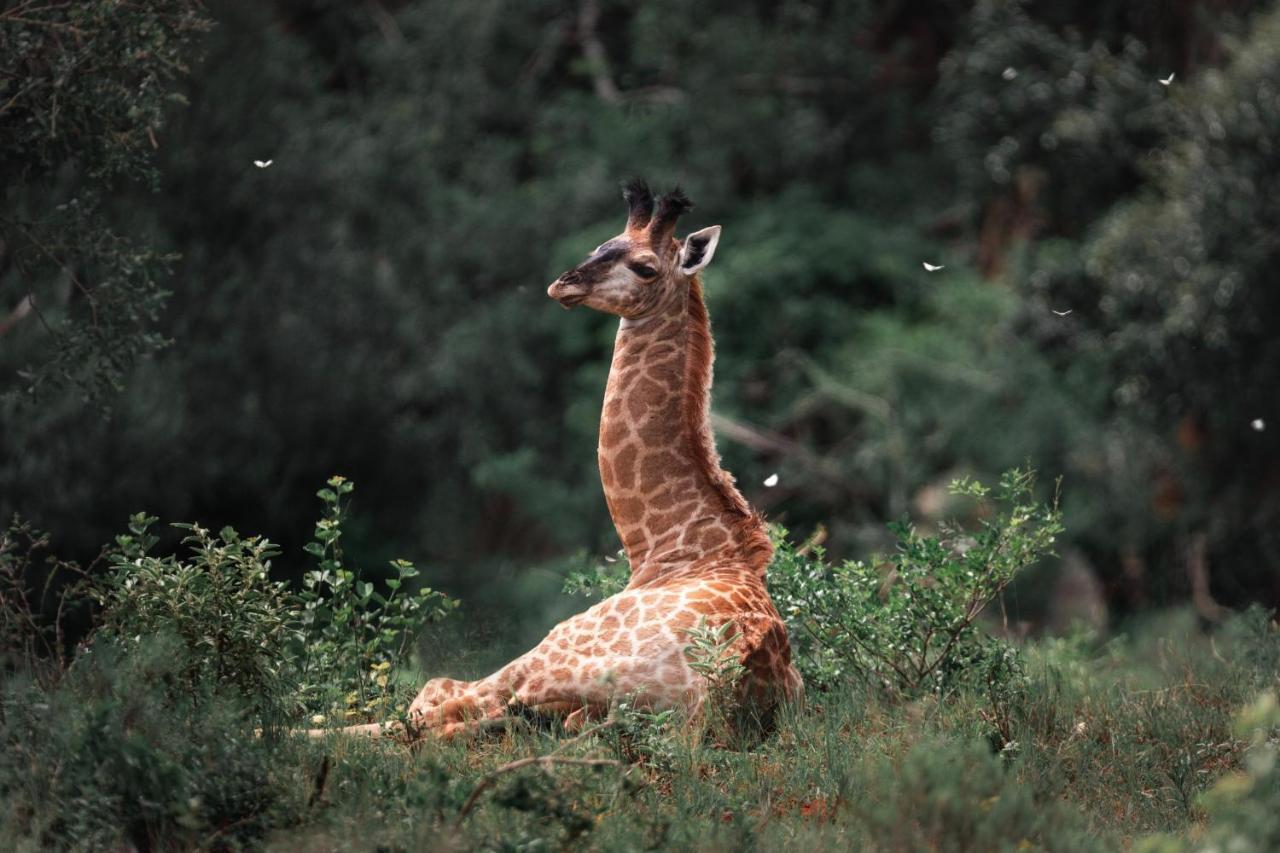 Leshiba Wilderness Villa Louis Trichardt Luaran gambar